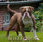 amerikansk bulldog valpar