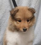 Shetland sheepdog valp