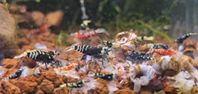 Caridina räkor 