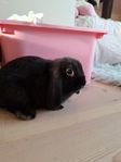 Kaniner dvärgvädur, mini lop