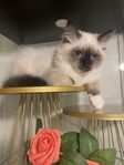 Ragdoll katt hane 