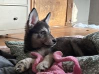 husky, malamute, schäfer (leveransklar)