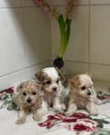 Maltipoo valpar hanar