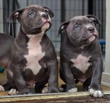 Leveransklara American Bully Pocket