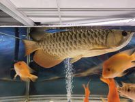 AROWANA 