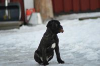 Fina Cane Corso blandisar till salu.