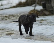 Fina Cane Corso blandisar till salu.