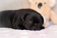 Staffordshire Bullterrier SKK