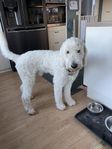 Avelshane Goldendoodle