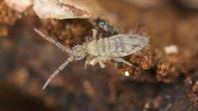 hoppstjärtar/springtails