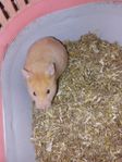 Guldhamster hona 