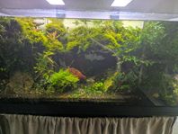 Akvarium 110 liter med alla växter