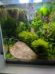 Nanoakvarium 49 liter med växter