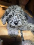 multigeneration Labradoodle 