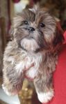 Shih-Tzu valpar 