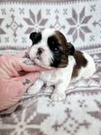 Renrasiga Shih Tzu valpar 