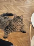 Maine coon & bondkatt hane 