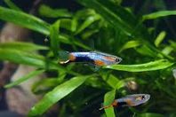 Blue Star Endler