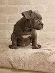 American Bully Pocket 