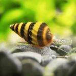 Assassinsnäckor/Assassin snails