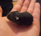 Dvärg hamster bebisar 