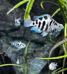 Papegojaciklid Blue Tiger