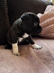 Staffordshire Bullterrier 