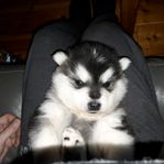 skk alaskan malamute valpar