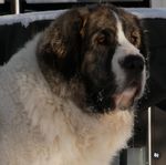 Pyreneisk Mastiff 