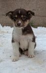 Border Collie mix Valpar 