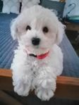 Bichon frise valpar 