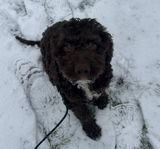 Lagotto Romagnolo valp SKK