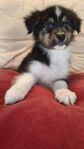 Australian shepherd valpar Leveransklara 