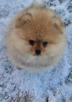 pomeranian valp