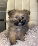 Pomeranian/shih tzu valpar 