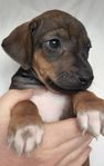 Rhodesian ridgeback valpar 