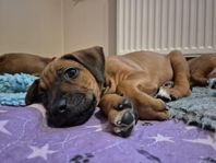 Rhodesian ridgeback valpar 