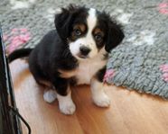 Miniature American Shepherd (MAS) valpar