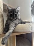 Underbar Maine Coon hane