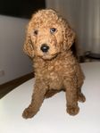 hundvalp goldendoodle 