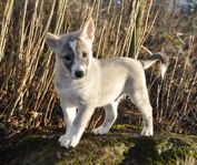 Canaan dog