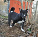 Canaan dog