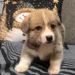 Welsh Corgi Pembroke med SKK stamtavla 