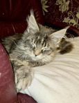 Maine Coon kattunge (hona)