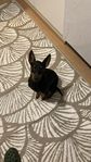 English toy terrier hane