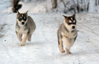 Alaskan husky valpar