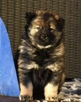 Eurasier hanvalp