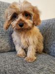 Cavapoo