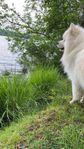 samojed valpar