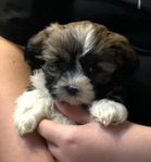 Leveransklara Lhasa apso / Shih tzu